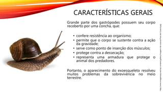 CARACTERÍSTICAS GERAIS
Grande parte dos gastrópodes possuem seu corpo
recoberto por uma concha, que:
• confere resistência ao organismo;
• permite que o corpo se sustente contra a ação
da gravidade;
• serve como ponto de inserção dos músculos;
• protege contra a dessecação;
• representa uma armadura que protege o
animal dos predadores.
Portanto, o aparecimento do exoesqueleto resolveu
muitos problemas da sobrevivência no meio
terrestre.
http://www.imagenstop.net/wp-content/gallery/imagens-de-caracol/Foto-de-Caracol.jpg
 