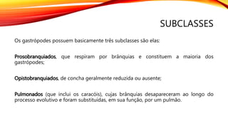 SUBCLASSES
Os gastrópodes possuem basicamente três subclasses são elas:
Prosobranquiados, que respiram por brânquias e constituem a maioria dos
gastrópodes;
Opistobranquiados, de concha geralmente reduzida ou ausente;
Pulmonados (que inclui os caracóis), cujas brânquias desapareceram ao longo do
processo evolutivo e foram substituídas, em sua função, por um pulmão.
 