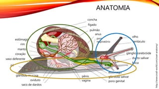 ANATOMIA
http://www.snail-world.com/snail-anatomy/
olho
tentáculo
gânglio cerebróide
ducto salivar
boca
poro
respiratório
ânus
pulmão
concha
fígado
estômago
rim
coração
vaso deferente
pé
glândula mucosa
oviduto
pênis
vagina
glândula salivar
poro genital
manto
estômago
saco de dardos
 