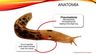 ANATOMIA
 