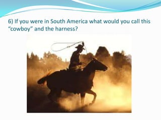 6) If you were in South America what would you call this
“cowboy” and the harness?
 