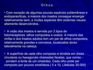 O l h o s Com exceção de algumas poucas espécies subterrâneas e endoparasíticas, a maioria dos insetos consegue enxergar relativamente bem, e muitas espécies têm sistemas visuais altamente desenvolvidos. A visão dos insetos é servida por 2 tipos de fotorreceptores :olhos compostos e ocelos. A maioria das ninfas e dos insetos adultos tem um par de olhos compostos, relativamente grandes e convexos, localizados dorso lateralmente na cabeça. A superfície de cada olho composto é dividida em áreas circulares ou hexagonais chamadas facetas, que corres -  pondem à lente de um omatídeo. Cada olho pode ser composto por  poucos omatídeos.( 5 a 10, Libélulas 30.000) 