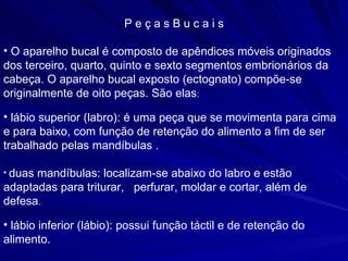 P e ç a s B u c a i s O aparelho bucal é composto de apêndices móveis originados dos terceiro, quarto, quinto e sexto segmentos embrionários da cabeça. O aparelho bucal exposto (ectognato) compõe-se originalmente de oito peças. São elas :  lábio superior (labro): é uma peça que se movimenta para cima e para baixo, com função de retenção do alimento a fim de ser trabalhado pelas mandíbulas . duas mandíbulas: localizam-se abaixo do labro e estão adaptadas para triturar,  perfurar, moldar e cortar, além de defesa . lábio inferior (lábio): possui função táctil e de retenção do alimento. 