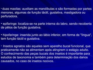 duas maxilas: auxiliam as mandíbulas e são formadas por partes menores, algumas de função táctil, gustativa, mastigadora ou perfuradora. epifaringe: localiza-se na parte interna do labro, sendo recoberta de pêlos de função gustativa. hipofaringe: inserida junto ao lábio inferior, em forma de "língua", tem função táctil e gustativa. Insetos agnatos são aqueles sem aparelho bucal funcional, que praticamente não se alimentam após atingirem o estágio adulto. O conhecimento das peças bucais dos insetos é importante para estudos de taxonomia e também para determinação dos danos causados, no caso de insetos nocivos.  