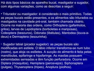 Há dois tipos básicos de aparelho bucal, mastigador e sugador, com algumas variações, como as descritas a seguir:  Triturador ou mastigador: é considerado o mais primitivo. Todas as peças bucais estão presentes, e os alimentos são triturados ou mastigados na cavidade pré-oral, também chamada cibário. Ocorre na maioria das ordens, como Orthoptera (gafanhotos, grilos), larvas de Lepidoptera (borboletas e mariposas), Coleoptera (besouros), Odonata  (libélulas), Mantodea (louva-a-deus) e Dermaptera (tesourinha).   Sugador labial (picador sugador): as peças bucais são modificadas em estilete. O lábio inferior transforma-se num tubo (rostro), que aloja os estiletes. A sucção do alimento é feita pelas mandíbulas, epifaringe e hipofaringe. As maxilas possuem extremidades serreadas e têm função perfuradora. Ocorre em Diptera (mosquitos), Hemiptera (percevejos), Siphonaptera (pulgas), Thysanoptera (tripes), Anoplura (piolhos).  