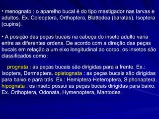menognato : o aparelho bucal é do tipo mastigador nas larvas e adultos. Ex.:Coleoptera, Orthoptera, Blattodea (baratas), Isoptera (cupins).  A posição das peças bucais na cabeça do inseto adulto varia entre as diferentes ordens. De acordo com a direção das peças   bucais em relação a um eixo longitudinal ao corpo, os insetos são classificados como  : prognata  : as peças bucais são dirigidas para a frente. Ex.: Isoptera, Dermaptera.  opistognata  : as peças bucais são dirigidas para baixo e para trás. Ex.: Hemiptera-Heteroptera, Siphonaptera.  hipognata  : os inseto possui as peças bucais dirigidas para baixo. Ex. Orthoptera, Odonata, Hymenoptera, Mantodea .  