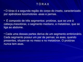 T Ó R A X  O tórax é a segunda região do corpo do inseto, caracterizado por apêndices locomotores -asas e pernas. É composto de três segmentos: protórax, que se une à cabeça,mesotórax, o segmento mediano, e metatórax, que se liga ao abdome. Cada uma dessas partes deriva de um segmento embrionário. Cada segmento possui um par de pernas; as asas, quando presentes, situam-se no meso e no metatórax. O protórax nunca tem asas. 