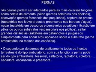 PERNAS As pernas podem ser adaptados para as mais diversas funções, como coleta de alimento, pólen (pernas coletoras das abelhas), escavação (pernas fossoriais das paquinhas), captura de presas (raptatórias nos louva-a-deus e preensoras nas baratas d'água), nadar (natatória em besouros e percevejos aquáticos), fixação em pêlos ou outros substratos (escansoriais nos piolhos), saltar grandes distâncias (saltatória em gafanhotos e pulgas) ou simplesmente para andar e/ou apoiar-se sobre o substrato (perna ambulatória, na maioria das espécies). O segundo par de pernas de praticamente todos os insetos terrestres é do tipo ambulatório. com sua função, a perna pode ser do tipo ambulatória, fossorial, saltatória, raptatória, coletora, nadadora, escansorial e preensora. 