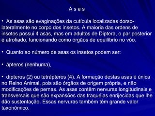 A s a s  As asas são evaginações da cutícula localizadas dorso-lateralmente no corpo dos insetos. A maioria das ordens de insetos possui 4 asas, mas em adultos de Diptera, o par posterior é atrofiado, funcionando como órgãos de equilíbrio no vôo.  Quanto ao número de asas os insetos podem ser: ápteros (nenhuma),  dípteros (2) ou tetrápteros (4). A formação destas asas é única no Reino Animal, pois são órgãos de origem própria, e não modificações de pernas. As asas contêm nervuras longitudinais e transversais que são expansões das traquéias enrijecidas que lhe dão sustentação. Essas nervuras também têm grande valor taxonômico. 