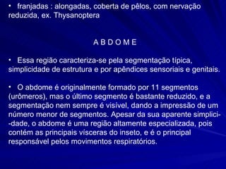 franjadas : alongadas, coberta de pêlos, com nervação reduzida, ex. Thysanoptera A B D O M E  Essa região caracteriza-se pela segmentação típica, simplicidade de estrutura e por apêndices sensoriais e genitais. O abdome é originalmente formado por 11 segmentos (urômeros), mas o último segmento é bastante reduzido, e a segmentação nem sempre é visível, dando a impressão de um número menor de segmentos. Apesar da sua aparente simplici- -dade, o abdome é uma região altamente especializada, pois contém as principais vísceras do inseto, e é o principal responsável pelos movimentos respiratórios.  