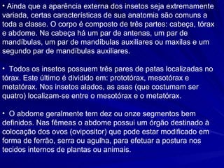 Ainda que a aparência externa dos insetos seja extremamente variada, certas características de sua anatomia são comuns a toda a classe. O corpo é composto de três partes: cabeça, tórax e abdome. Na cabeça há um par de antenas, um par de mandíbulas, um par de mandíbulas auxiliares ou maxilas e um segundo par de mandíbulas auxiliares. Todos os insetos possuem três pares de patas localizadas no tórax. Este último é dividido em: prototórax, mesotórax e metatórax. Nos insetos alados, as asas (que costumam ser quatro) localizam-se entre o mesotórax e o metatórax. O abdome geralmente tem dez ou onze segmentos bem definidos. Nas fêmeas o abdome possui um órgão destinado à colocação dos ovos (ovipositor) que pode estar modificado em forma de ferrão, serra ou agulha, para efetuar a postura nos tecidos internos de plantas ou animais. 