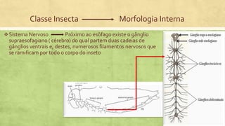 Classe Insecta Morfologia Interna
Sistema Nervoso Próximo ao esôfago existe o gânglio
supraesofagiano ( cérebro) do qual partem duas cadeias de
gânglios ventrais e, destes, numerosos filamentos nervosos que
se ramificam por todo o corpo do inseto
 