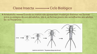 Classe Insecta Ciclo Biológico
Ametabolia Quando os insetos não apresentam mudanças distintas nas formas
entre os estágios de ovo até adultos. Isto é, as formas jovens são semelhantes aos adultos.
Ex: osThysanuras
 