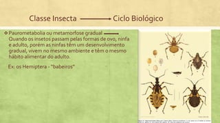Classe Insecta Ciclo Biológico
Paurometabolia ou metamorfose gradual
Quando os insetos passam pelas formas de ovo, ninfa
e adulto, porém as ninfas têm um desenvolvimento
gradual, vivem no mesmo ambiente e têm o mesmo
hábito alimentar do adulto.
Ex: os Hemiptera - “babeiros”
 