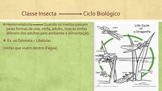 Classe Insecta Ciclo Biológico
Hemimetabolia Quando os insetos passam
pelas formas de ovo, ninfa, adulto, mas as ninfas
diferem dos adultos pelo ambiente e alimentação.
 Ex: os Odonata – Libélulas
(ninfas que vivem dentro d’água)
 
