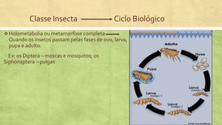 Classe Insecta Ciclo Biológico
Holometabolia ou metamorfose completa
Quando os insetos passam pelas fases de ovo, larva,
pupa e adulto.
Ex: os Diptera – moscas e mosquitos; os
Siphonaptera – pulgas
 