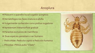 Anoplura
Possuem o aparelho bucal sugador-pungitivo
Hematófagos nas fases imatura e adulta
Vulgarmente conhecidos como piolhos sugadores
Apresentam metamorfose gradual
Parasitos exclusivos de mamíferos
 Duas espécies parasitam o ser humano:
o Pediculidae: Pediculus capitis e Pediculus humanus
o Pthiridae: Pthirus pubis “Chato”
 