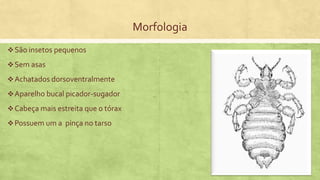 Morfologia
São insetos pequenos
Sem asas
Achatados dorsoventralmente
Aparelho bucal picador-sugador
Cabeça mais estreita que o tórax
Possuem um a pinça no tarso
 