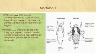 Morfologia
Pediculus Tem o corpo
aproximadamente 2 – 3 vezes mais
longo do que largo e os três pares de
pernas são de mesmo comprimento e
largura
Pthirus O corpo é pouco mais
longo que largo e o primeiro par de
pernas é mais curto e mais estreito em
relação aos posteriores de mesma
dimensão
 
