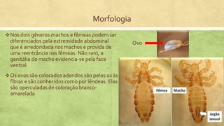 Morfologia
Nos dois gêneros machos e fêmeas podem ser
diferenciados pela extremidade abdominal
que é arredondada nos machos e provida de
uma reentrância nas fêmeas. Não raro, a
genitália do macho evidencia-se pela face
ventral
Os ovos são colocados aderidos são pelos os às
fibras e são conhecidos como por lêndeas. Elas
são operculadas de coloração branco-
amarelada
Ovo
 