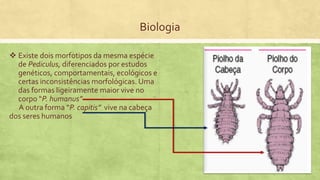 Biologia
 Existe dois morfotipos da mesma espécie
de Pediculus, diferenciados por estudos
genéticos, comportamentais, ecológicos e
certas inconsistências morfológicas. Uma
das formas ligeiramente maior vive no
corpo “P. humanus”
A outra forma “P. capitis” vive na cabeça
dos seres humanos
 