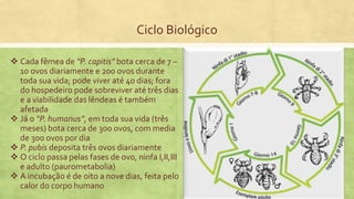 Ciclo Biológico
 Cada fêmea de “P. capitis” bota cerca de 7 –
10 ovos diariamente e 200 ovos durante
toda sua vida; pode viver até 40 dias; fora
do hospedeiro pode sobreviver até três dias
e a viabilidade das lêndeas é também
afetada
 Já o “P. humanus”, em toda sua vida (três
meses) bota cerca de 300 ovos, com media
de 300 ovos por dia
 P. pubis deposita três ovos diariamente
 O ciclo passa pelas fases de ovo, ninfa I,II,III
e adulto (paurometabolia)
 A incubação é de oito a nove dias, feita pelo
calor do corpo humano
 