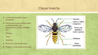 Classe Insecta
 Conhecida também como
hexapoda
 Pertencem a esta classe todos
os Arthropodas que
apresentam o corpo dividido
em:
• Cabeça
• Tórax
• Abdome
 Possuem 3 pares de patas
 Podem ou não apresentar asas
 