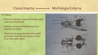 Classe Insecta Morfologia Externa
Cabeça
o Olhos Compostos Formados pela
união de omatídeos
o Antenas Implantadas junto e
adiante dos olhos
o Peças bucais Geralmente estão
apoiadas na ponta da cabeça, numa
área chamada clípeo
 