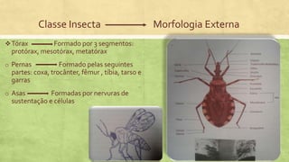 Classe Insecta Morfologia Externa
Tórax Formado por 3 segmentos:
protórax, mesotórax, metatórax
o Pernas Formado pelas seguintes
partes: coxa, trocânter, fêmur , tíbia, tarso e
garras
o Asas Formadas por nervuras de
sustentação e células
 