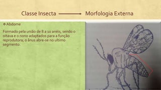 Classe Insecta Morfologia Externa
Abdome
Formado pela união de 8 a 10 anéis, sendo o
oitava e o nono adaptados para a função
reprodutora; o ânus abre-se no ultimo
segmento.
 