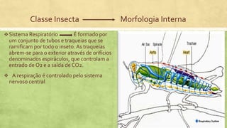 Classe Insecta Morfologia Interna
Sistema Respiratório É formado por
um conjunto de tubos e traqueias que se
ramificam por todo o inseto. As traqueias
abrem-se para o exterior através de orifícios
denominados espiráculos, que controlam a
entrado de O2 e a saída de CO2.
 A respiração é controlado pelo sistema
nervoso central
 