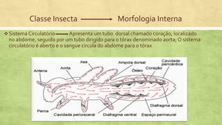 Classe Insecta Morfologia Interna
Sistema Circulatório Apresenta um tubo dorsal chamado coração, localizado
no abdome, seguido por um tubo dirigido para o tórax denominado aorta; O sistema
circulatório é aberto e o sangue circula do abdome para o tórax
 