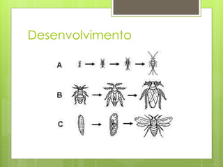 Desenvolvimento
 