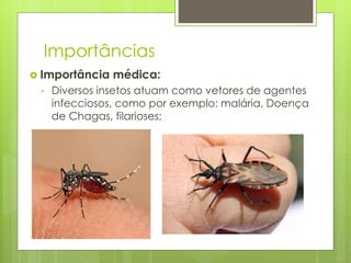Importâncias
 Importância médica:
• Diversos insetos atuam como vetores de agentes
infecciosos, como por exemplo: malária, Doença
de Chagas, filarioses;
 