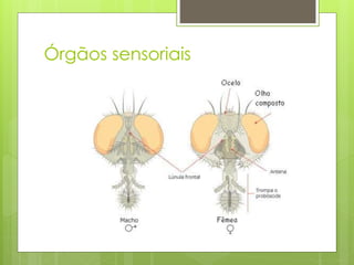 Órgãos sensoriais
 