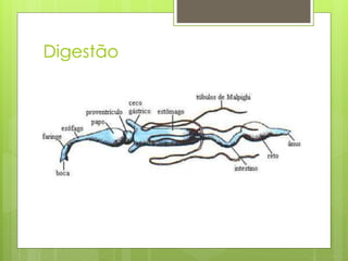 Digestão
 