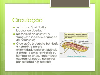 Circulação
 A circulação é do tipo
lacunar ou aberta;
 Na maioria dos insetos, o
"sangue" é incolor e chamado
de hemolinfa;
 O coração é dorsal e bombeia
a hemolinfa para a
extremidade anterior, fazendo-
a atingir lacunas corporais ou
hemocelas onde, lentamente,
ocorrem as trocas (nutrientes
por excretas) nos tecidos;
 