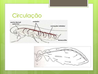 Circulação
 