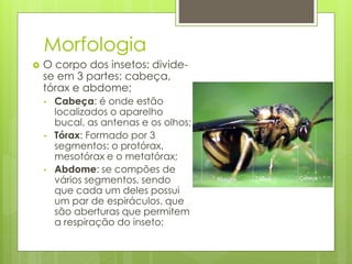 Morfologia
 O corpo dos insetos: divide-
se em 3 partes: cabeça,
tórax e abdome;
• Cabeça: é onde estão
localizados o aparelho
bucal, as antenas e os olhos;
• Tórax: Formado por 3
segmentos: o protórax,
mesotórax e o metatórax;
• Abdome: se compões de
vários segmentos, sendo
que cada um deles possui
um par de espiráculos, que
são aberturas que permitem
a respiração do inseto;
 