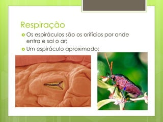 Respiração
 Os espiráculos são os orifícios por onde
entra e sai o ar;
 Um espiráculo aproximado:
 