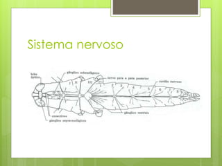 Sistema nervoso
 