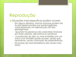 Reprodução
 Situações mais específicas podem ocorrer:
• Em alguns dípteros, formas imaturas podem ter
óvulos desenvolvidos por partenogênese,
caracterizando um reprodução do tipo
pedogênese;
• Quando há presença de caracteres imaturos
em fases adultas, denomina-se neotenia;
• A produção de dois ou mais embriões em um
único ovo também pode ocorrer, ainda que
raramente, sendo chamado de poliembrionia;
• Situações de hermafroditismo são ainda mais
raras;
 
