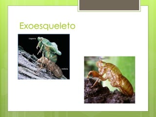 Exoesqueleto
 