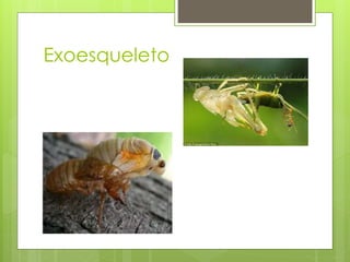 Exoesqueleto
 