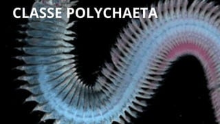 CLASSE POLYCHAETA
 