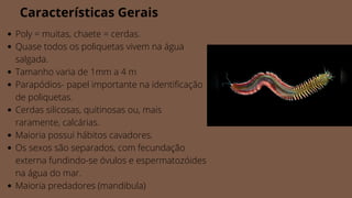 Poly = muitas, chaete = cerdas.
Quase todos os poliquetas vivem na água
salgada.
Tamanho varia de 1mm a 4 m
Parapódios- papel importante na identificação
de poliquetas.
Cerdas silicosas, quitinosas ou, mais
raramente, calcárias.
Maioria possui hábitos cavadores.
Os sexos são separados, com fecundação
externa fundindo-se óvulos e espermatozóides
na água do mar.
Maioria predadores (mandibula)
Características Gerais
 