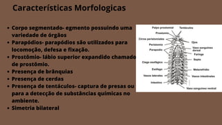Corpo segmentado- egmento possuindo uma
variedade de órgãos
Parapódios- parapódios são utilizados para
locomoção, defesa e fixação.
Prostômio- lábio superior expandido chamado
de prostômio.
Presença de brânquias
Presença de cerdas
Presença de tentáculos- captura de presas ou
para a detecção de substâncias químicas no
ambiente.
Simetria bilateral
Características Morfologicas
 
