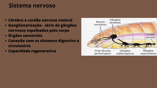 Sistema nervoso
Cérebro e cordão nervoso ventral
Ganglionarização- série de gânglios
nervosos espalhados pelo corpo
Órgãos sensoriais
Conexão com os sistemas digestivo e
circulatório
Capacidade regenerativa
 