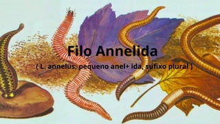 Filo Annelida
( L. annelus, pequeno anel+ ida, sufixo plural )
 