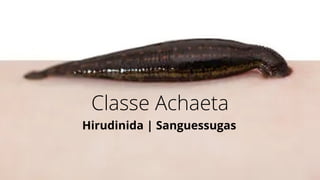 Classe Achaeta
Hirudinida | Sanguessugas
 